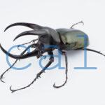 Chalcosoma moellenkampi