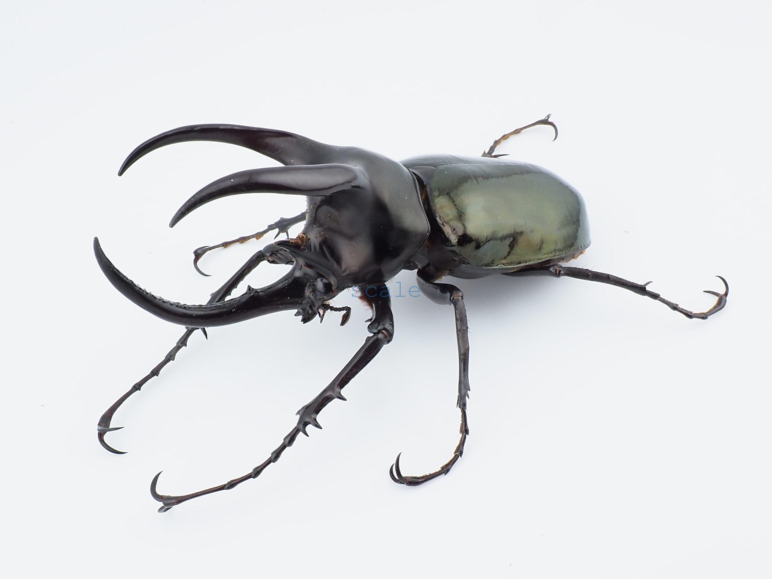 Chalcosoma moellenkampi