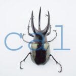 Chalcosoma moellenkampi