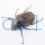 Chalcosoma moellenkampi