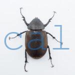 Chalcosoma moellenkampi