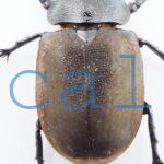 Chalcosoma moellenkampi