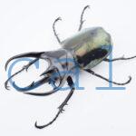 Chalcosoma chiron kirbii