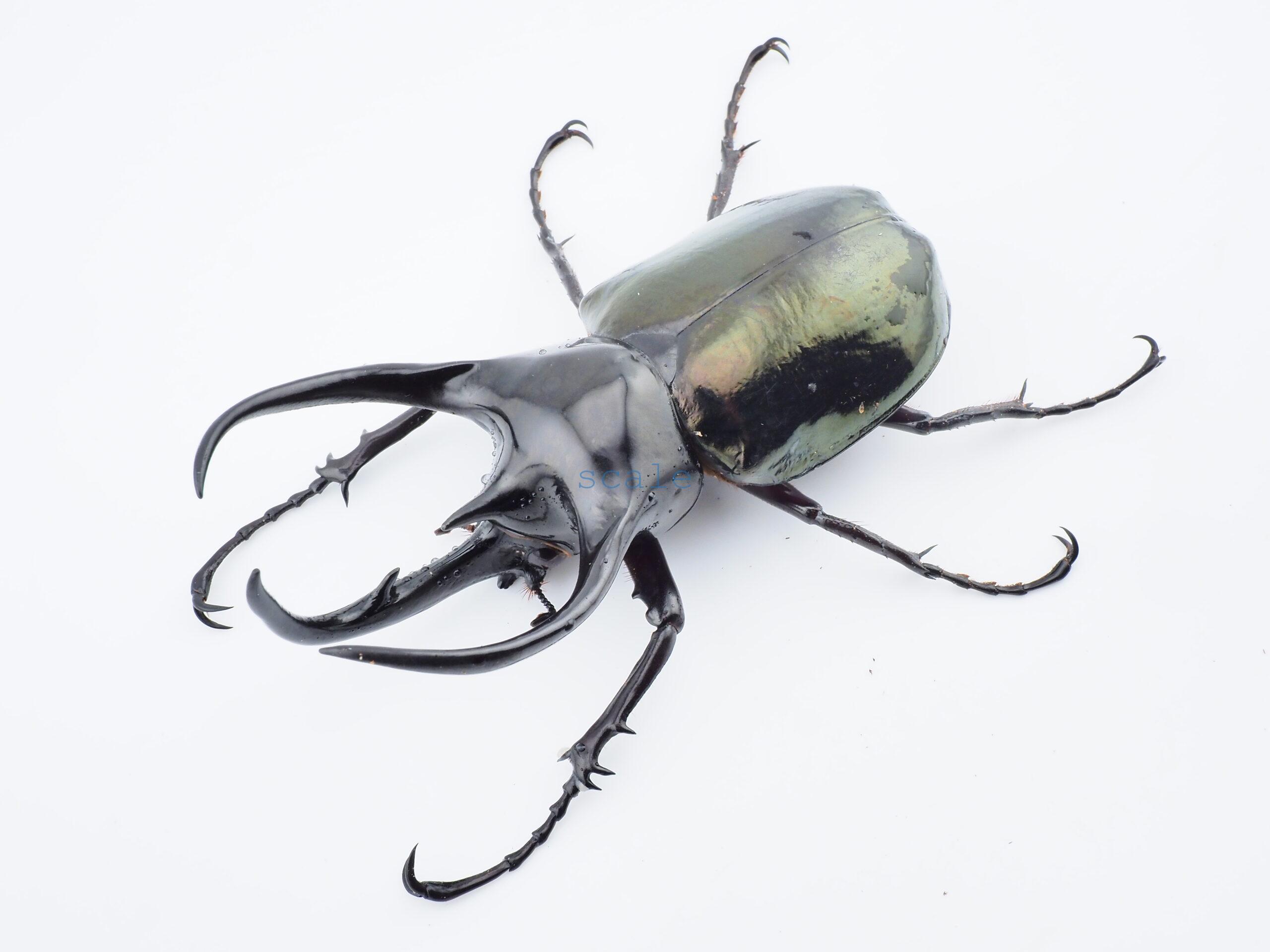 Chalcosoma chiron kirbii