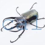 Chalcosoma chiron kirbii