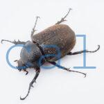 Chalcosoma chiron kirbii