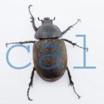 Chalcosoma chiron kirbii