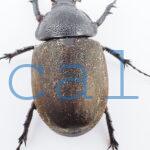 Chalcosoma chiron kirbii