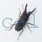 Leptinopterus femoratus