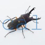 Leptinopterus femoratus 