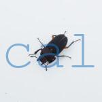 Leptinopterus femoratus