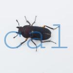 Leptinopterus femoratus