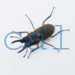 Leptinopterus femoratus 1