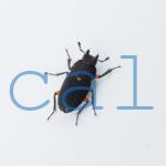 Leptinopterus femoratus 1