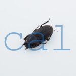 Pycnosiphorus arriguttii