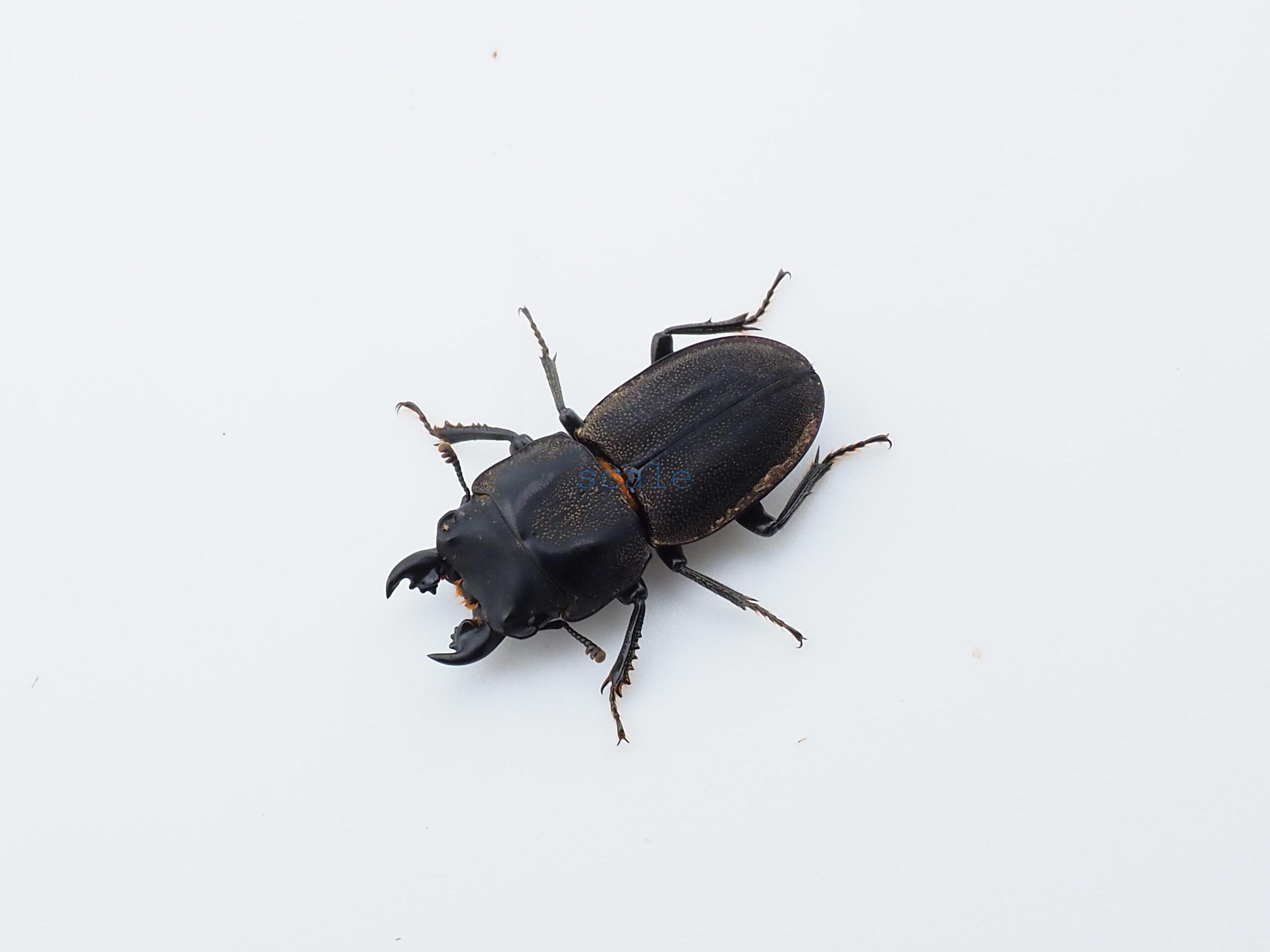 Pycnosiphorus arriguttii