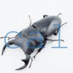 Dorcus grandis grandis