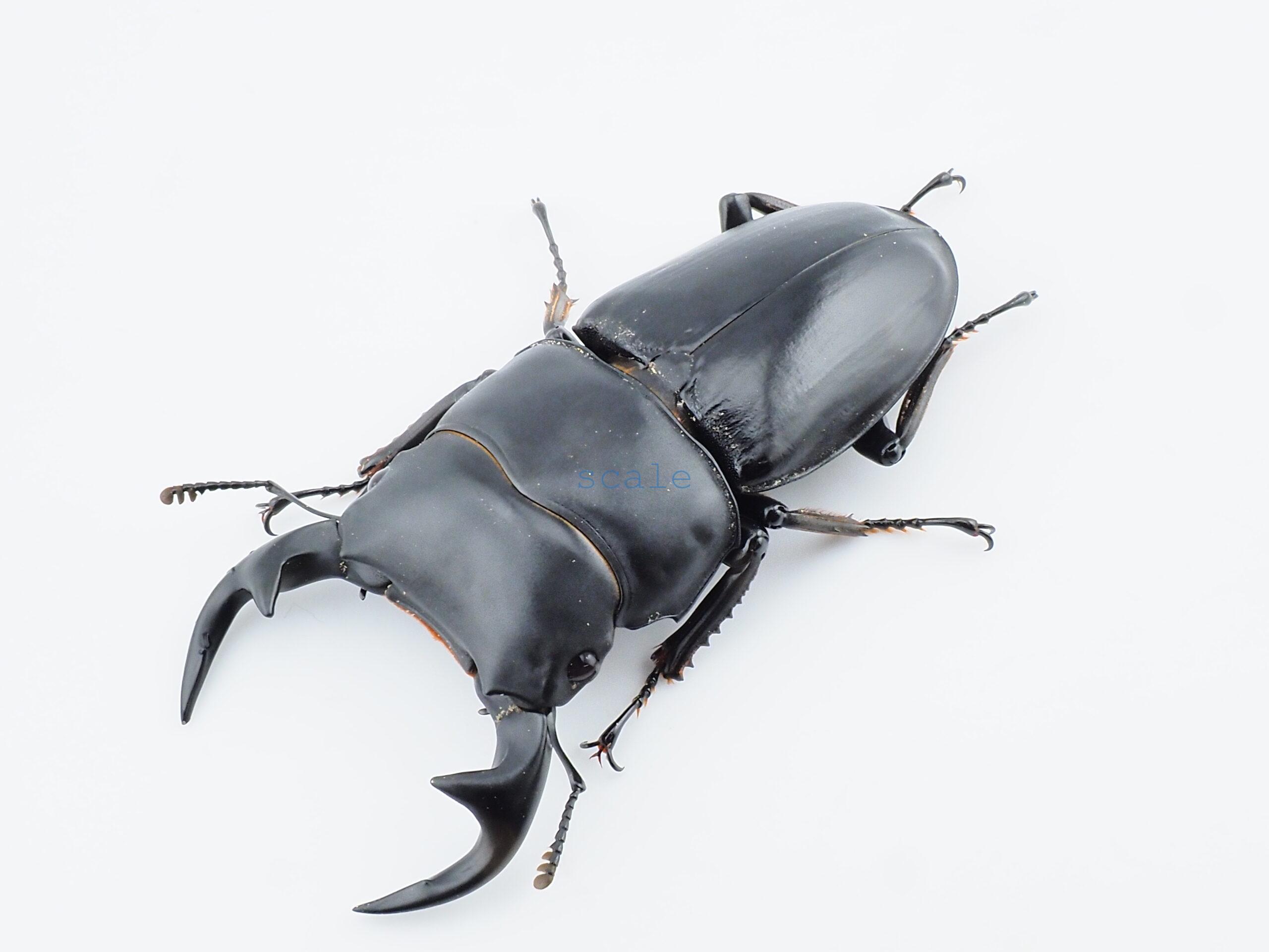 Dorcus grandis grandis