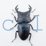 Dorcus grandis grandis