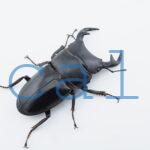 Dorcus grandis grandis