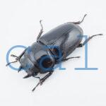 Dorcus grandis grandis
