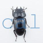 Dorcus grandis grandis
