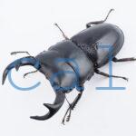 Dorcus curvidens curvidens