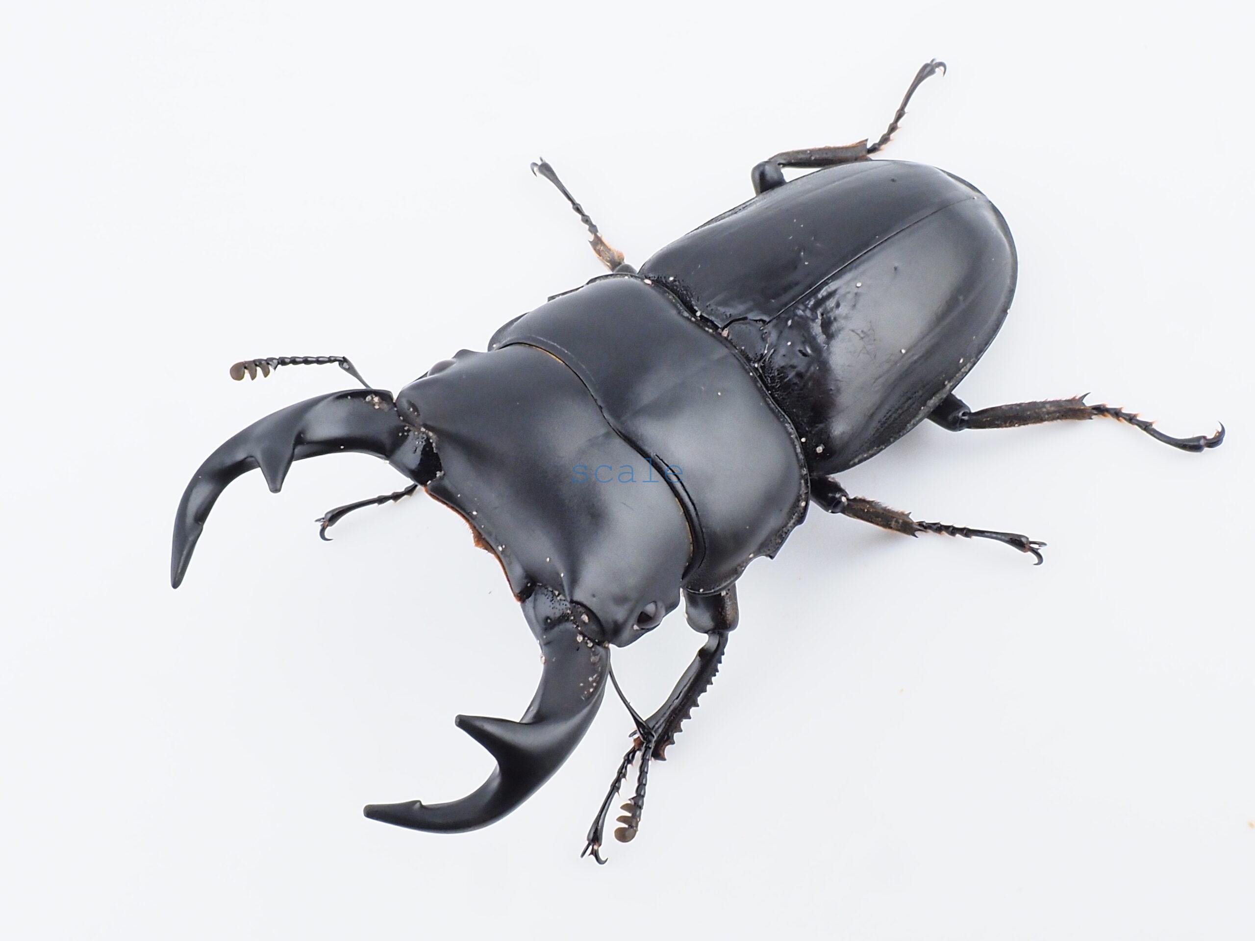 Dorcus curvidens curvidens