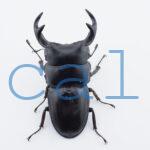 Dorcus curvidens curvidens