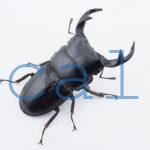 Dorcus curvidens curvidens