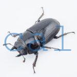 Dorcus curvidens curvidens