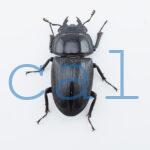 Dorcus curvidens curvidens