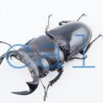 Dorcus.Antaeus.miyashitai1