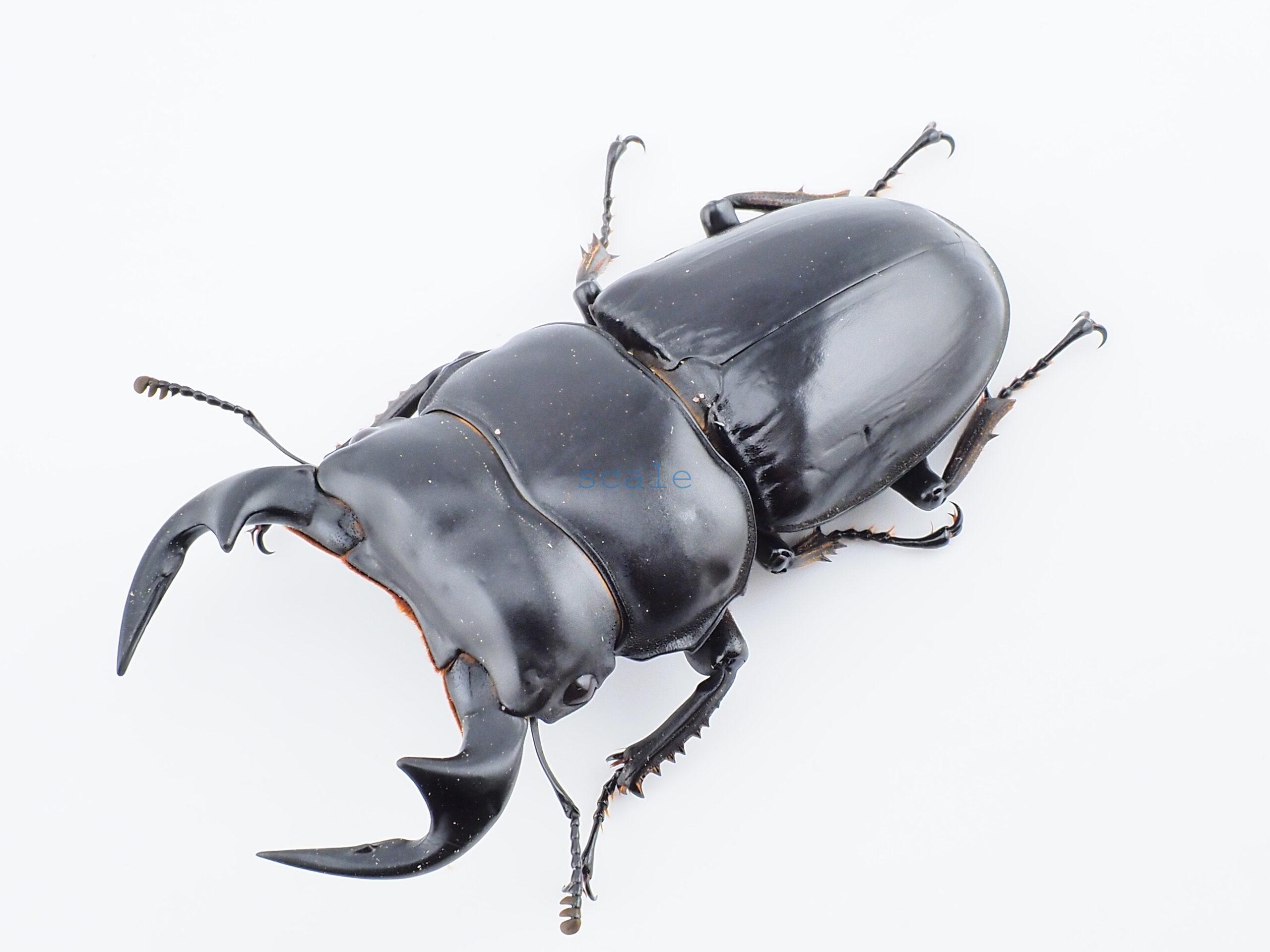 Dorcus.Antaeus.miyashitai1