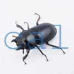 Dorcus.Antaeus.miyashitai1