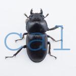 Dorcus.Antaeus.miyashitai1