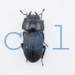 Dorcus sp.F