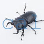 Dorcus.Antaeus.miyashitai2