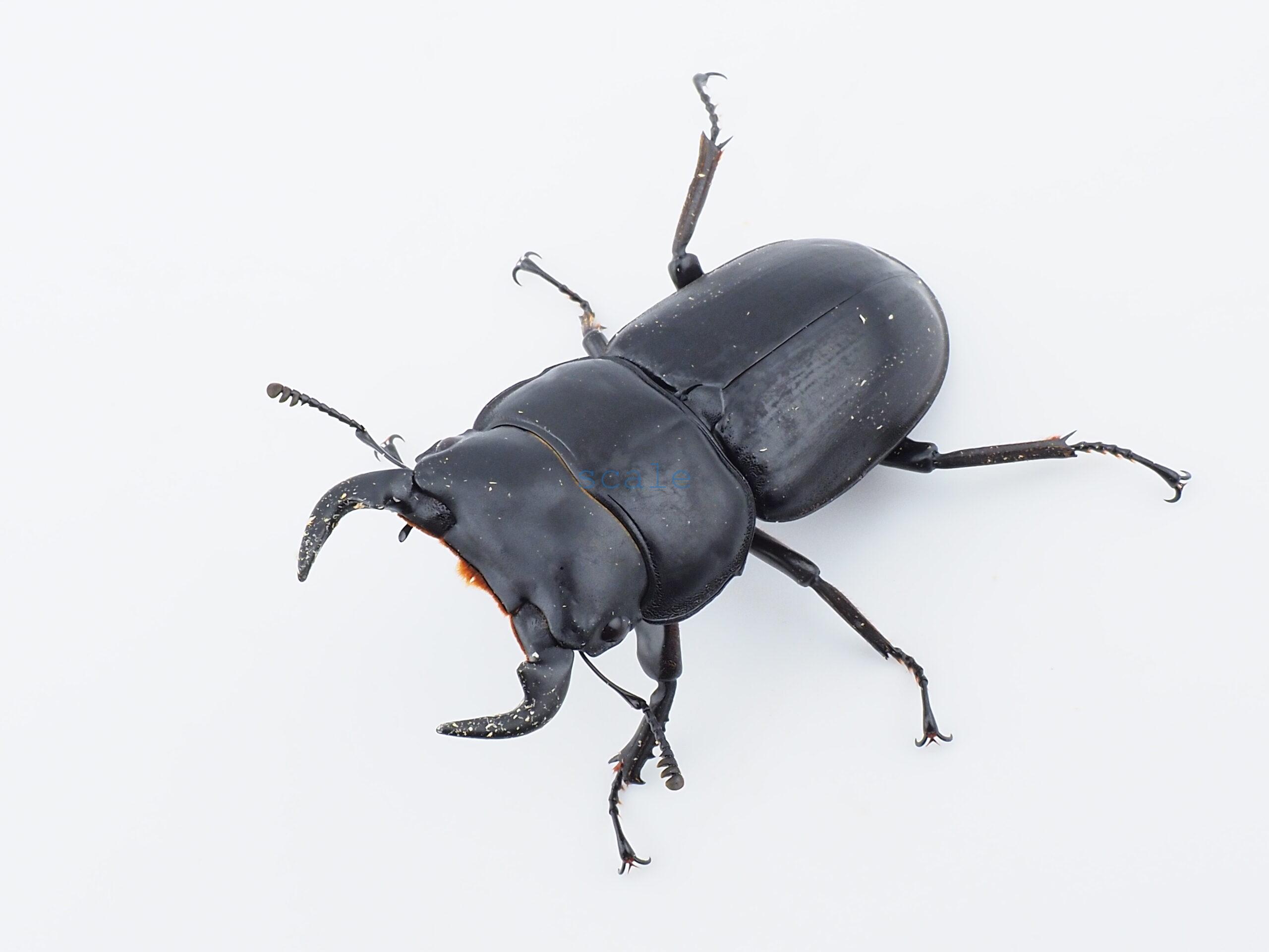 Dorcus.Antaeus.miyashitai2