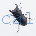 Dorcus.Antaeus.miyashitai2