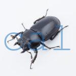 Dorcus.Antaeus.miyashitai2