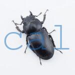 Dorcus.Antaeus.miyashitai2
