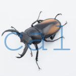 Rhaetulus crenatus tsutsuii