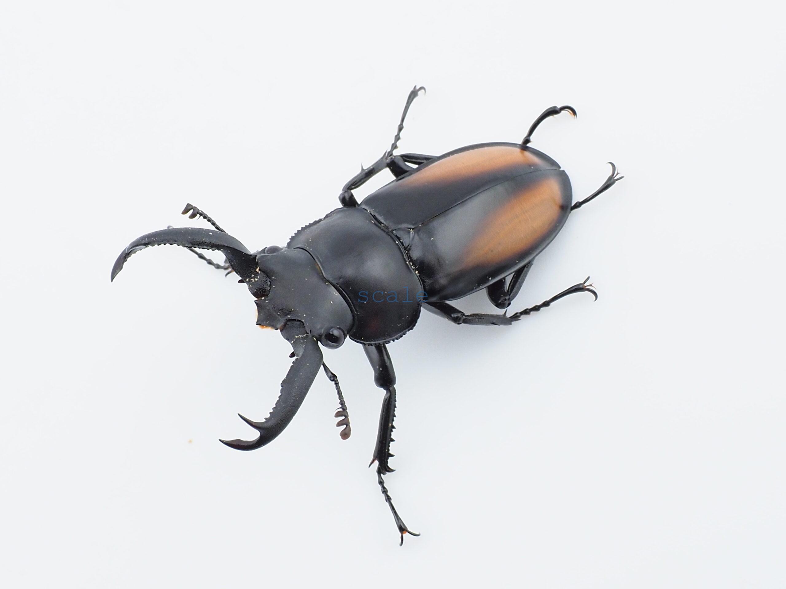 Rhaetulus crenatus tsutsuii