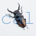Rhaetulus crenatus tsutsuii