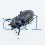 Rhaetulus crenatus tsutsuii