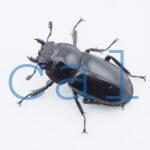 Rhaetulus crenatus tsutsuii