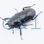 Rhaetulus crenatus tsutsuii