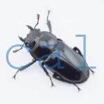 Rhaetulus crenatus tsutsuii
