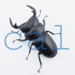 Dorcus.Antaeus.miyashitai2